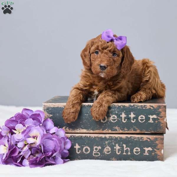 Challie, Miniature Poodle Puppy